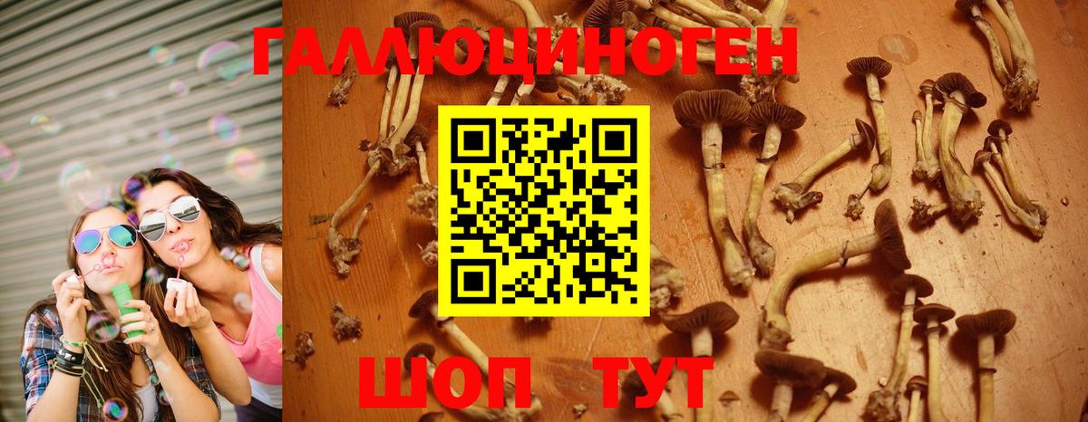 Галлюциногенные грибы Psilocybe Гудермес